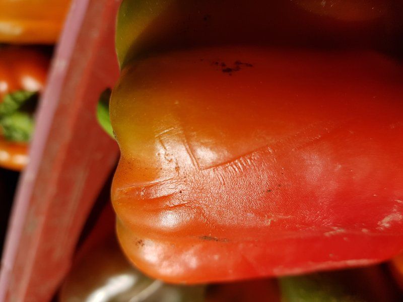 Harvest practices for peppers